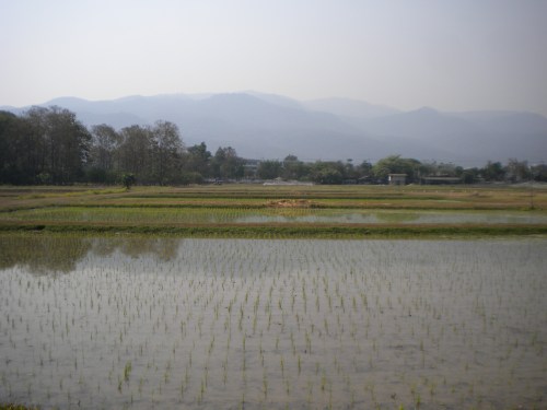 Chiang Mai Streets 3 - Rice Paddy