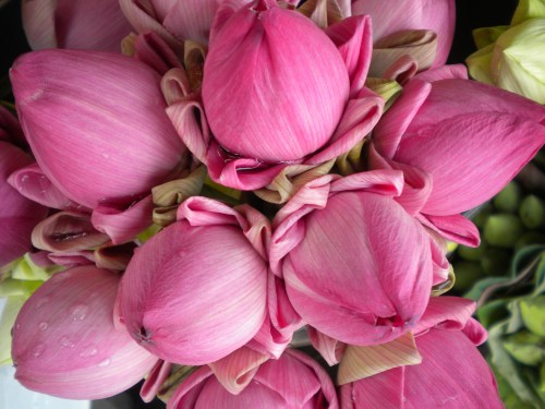 Flower Market 1 - Lotus Flowers