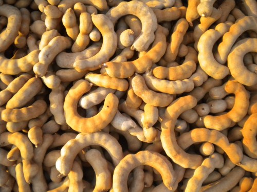 Tamarind Pods