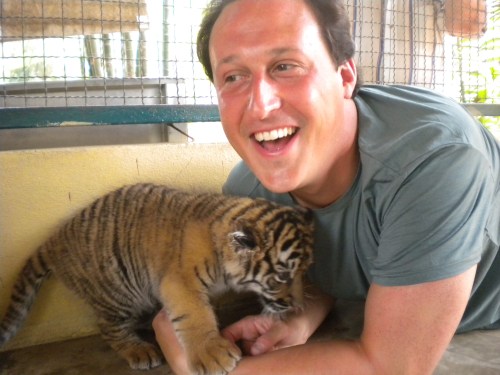 Tiger Kingdom 24 - Smallest