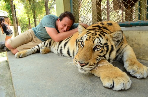 Tiger Kingdom 59 - Largest Tiger