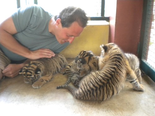 Tiger Kingdom 8 - Smallest