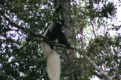 Arusha National Park 18 - Colobus Monkey