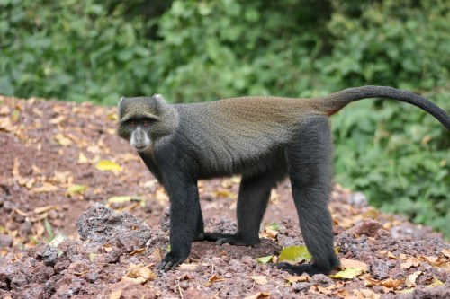 Arusha National Park 41 - Monkey