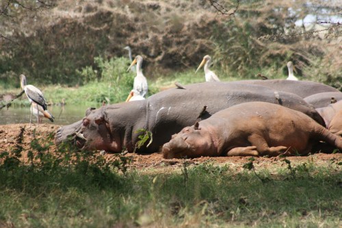Lake Manyara 25 - Hippos