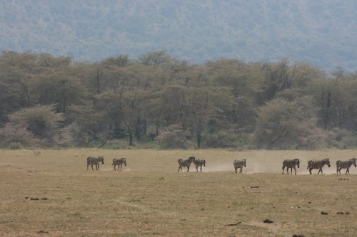 Lake Manyara 38 - Walking Zebras