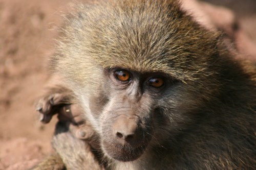 Lake Manyara 5 - Baboons