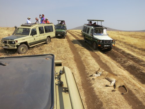 Ngorongoro Crater 101 - Lions