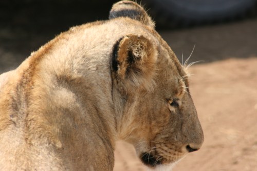 Ngorongoro Crater 27 - Lions