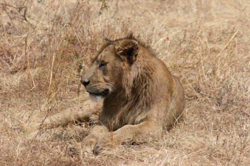 Ngorongoro Crater 29 -Lions
