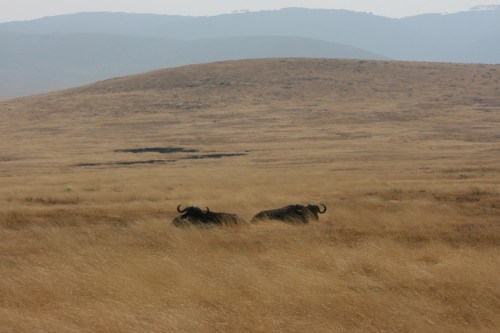 Ngorongoro Crater 3 - Cape Buffalo