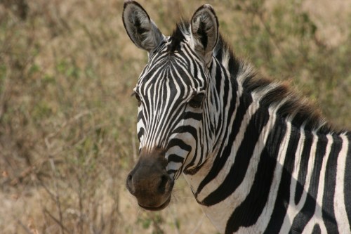 Ngorongoro Crater 40 - Zebra