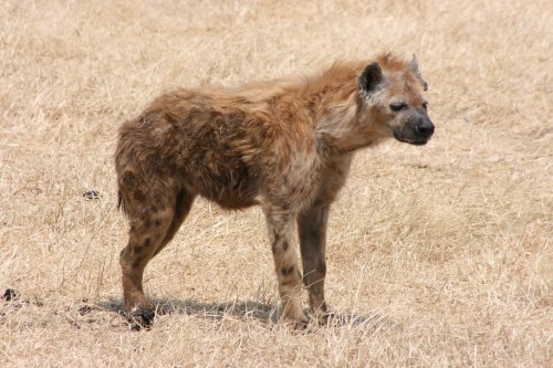 Ngorongoro Crater 58 - Hyena