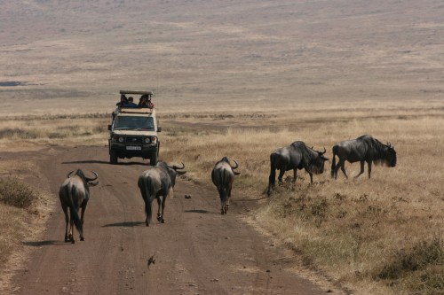 Ngorongoro Crater 9 - Wildebeests