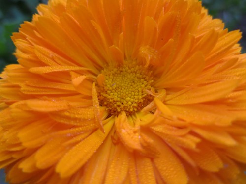 Ngorongoro Farmhouse 1 - Flower