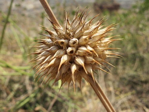 Olduvai Gorge 9 - Prickly Plant