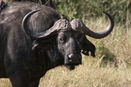 Serengeti 17 - Cape Buffalo