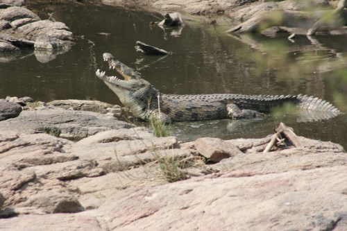 Serengeti 19 - Crocodile