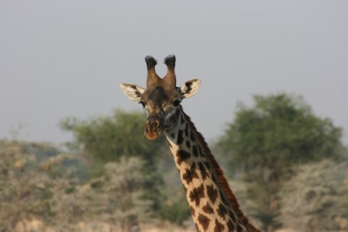 Serengeti 2 - Giraffe