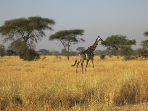 Serengeti 22 - Giraffe