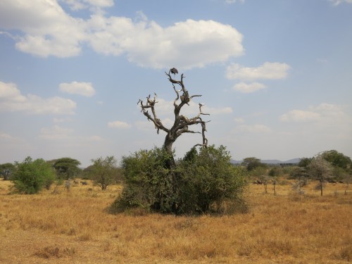 Serengeti 35 - Vulture Tree