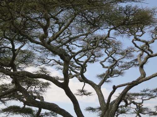 Serengeti 46 - Cool Tree