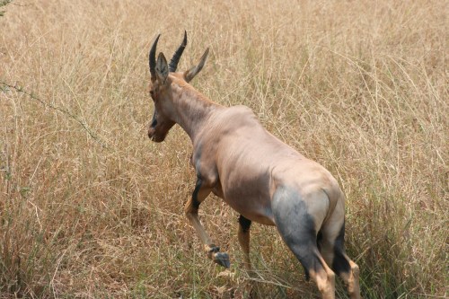 Serengeti 8 - Running Topi