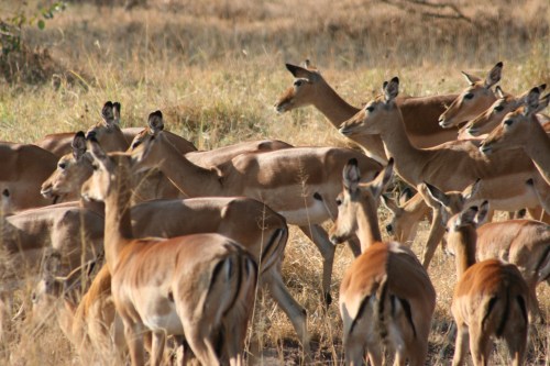 Serengeti 9 - Grant's Gazelle
