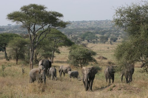 Tarangire Nation Park 2 - Elephant Scene
