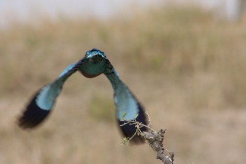Tarangire National Park 100 - Bird flying away