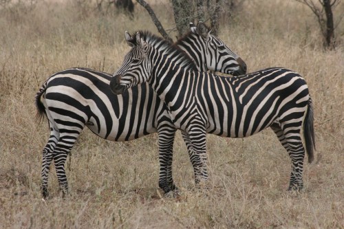 Tarangire National Park 23 - Zebras
