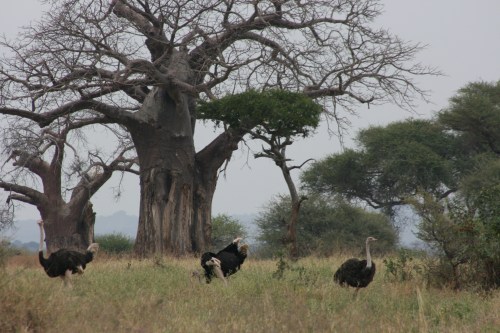 Tarangire National Park 32 - Ostrich