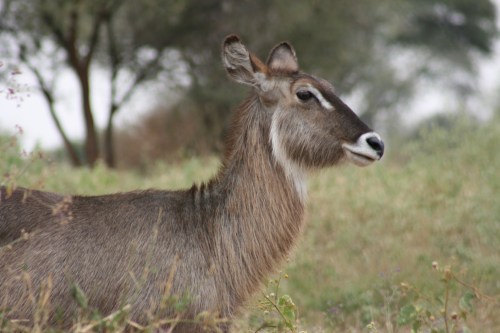 Tarangire National Park 34 - Bush Buck