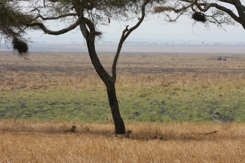 Tarangire National Park 50 - Cheetahs