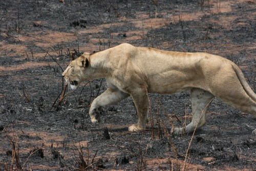 Tarangire National Park 62 - Lion