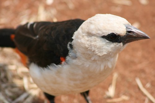 Tarangire National Park 70 - Weaver Bird