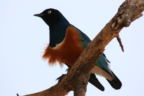 Tarangire National Park 72 - Superb Starling