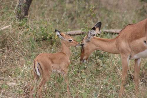 Tarangire National Park 85 - Impala