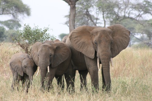 Tarangire National Park 91 - Elephants