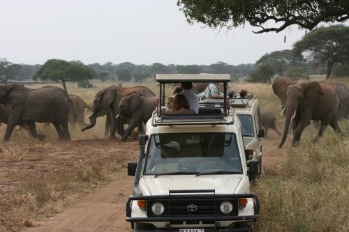 Tarangire National Park 97 - Elephants