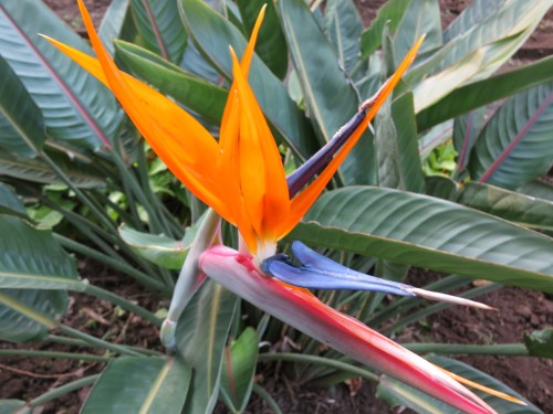 Dik Dik Hotel 22 - Cool Flower