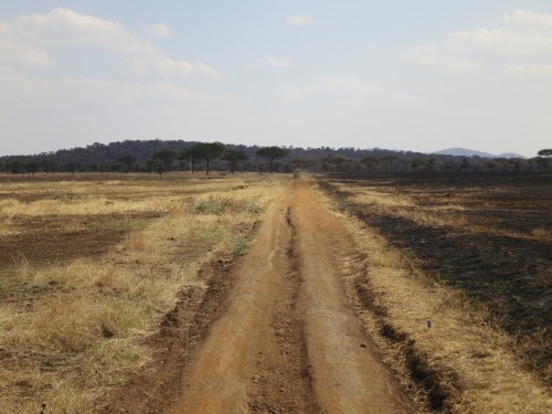 Serengeti 37 - Cool Road