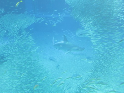 Aquarium 23 - Shark parting the school