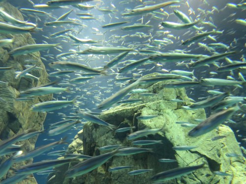 Aquarium 34 - Many Fish