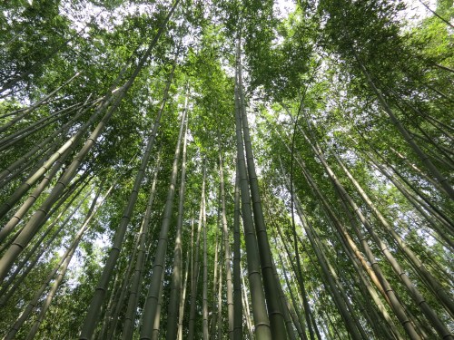 Arashiyama Bamboo Grove 4