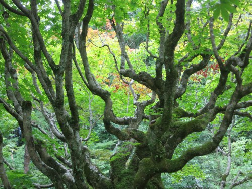 Daitokuji Temple 28 - Koto-in Tree