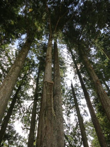 Koya-san 2 - Cedar Trees