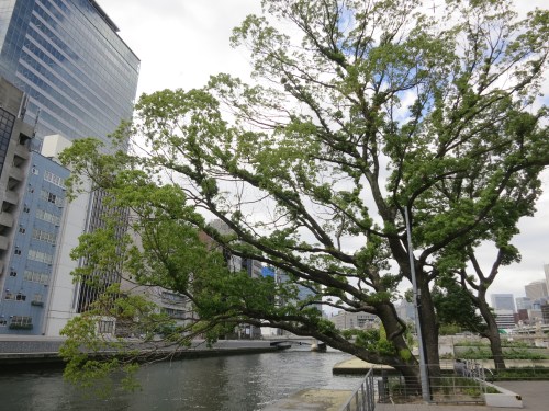 Nakanoshima Area 11 - Tree in Park