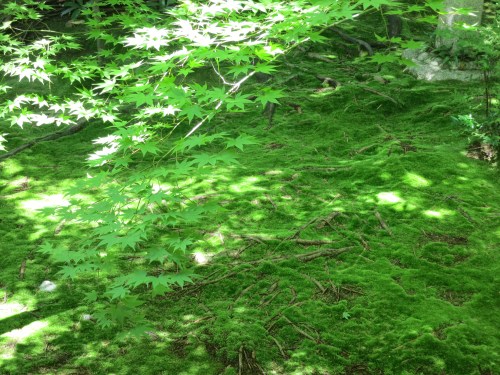 Ryoanji Temple 19 - Moss and Leaves
