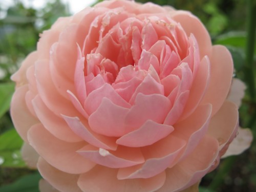 Shin-Kobe Ropeway 13 - Rose